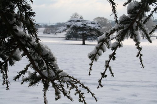 A view through the tree's