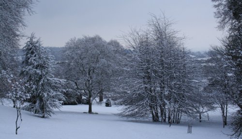 A view over the tree's