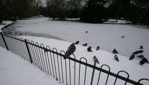 Frozen pigeon