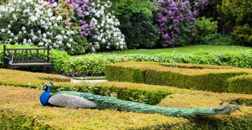 Resting Peacock