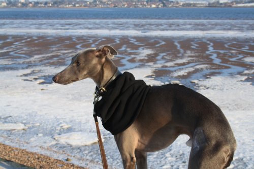 A frozen Exe Estuary with Jasper