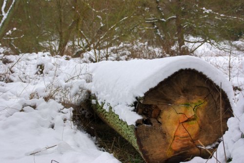 Snow at Roche Abbey