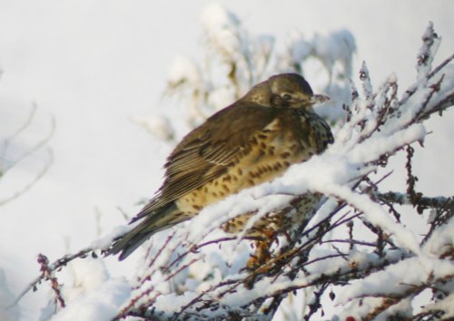 Winter in Tattershall Country Park