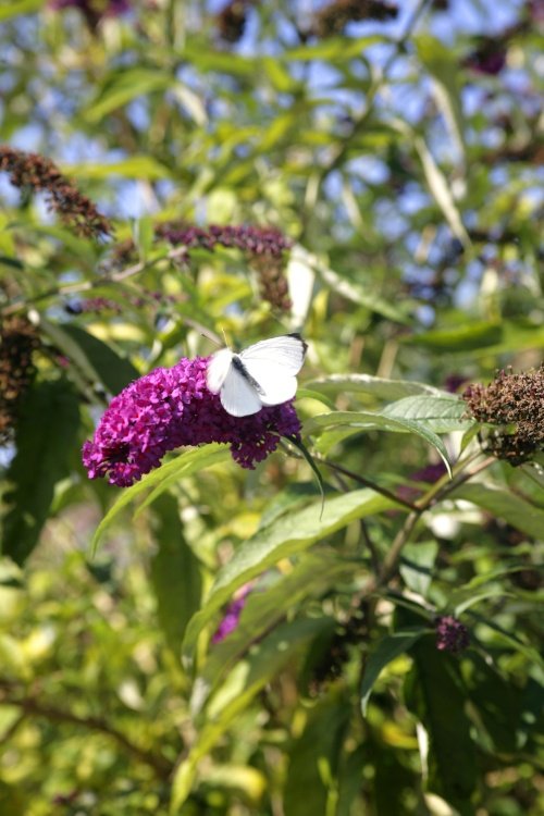 Cabbage white