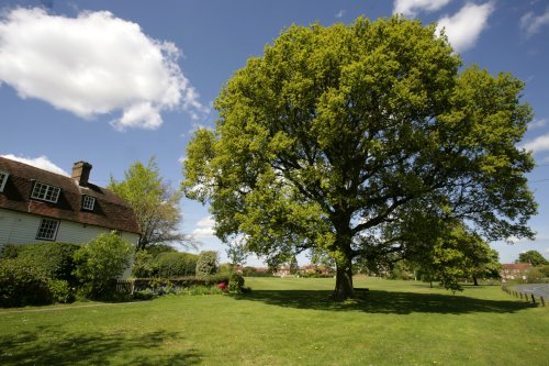 The village Oak