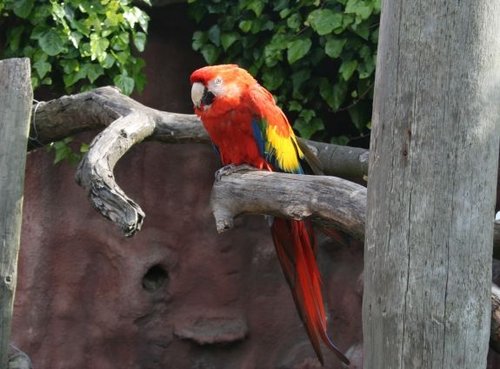 Colchester Zoo