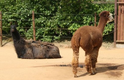 Colchester Zoo