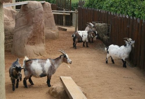 Colchester Zoo