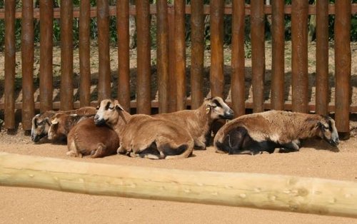 Colchester Zoo