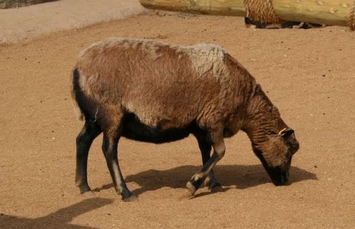 Colchester Zoo