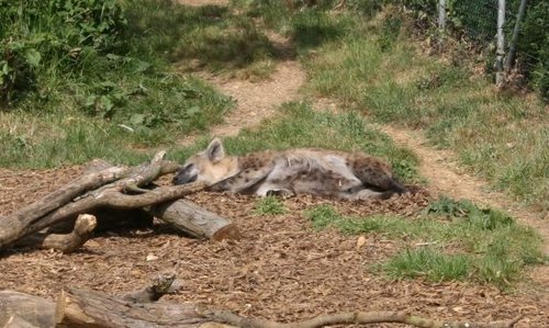 Colchester Zoo