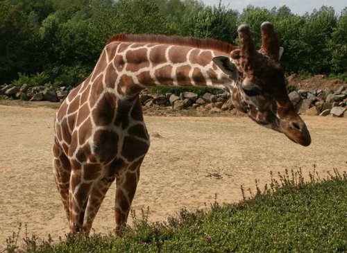 Colchester Zoo