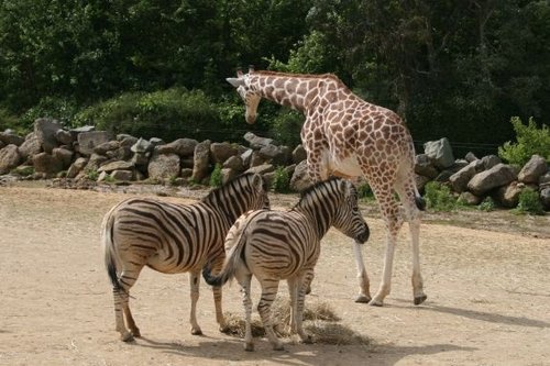 Colchester Zoo