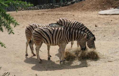 Colchester Zoo