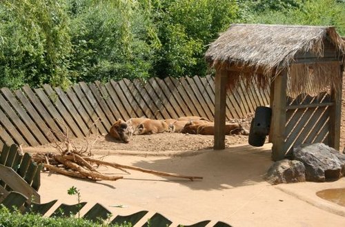 Colchester Zoo