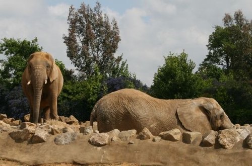 Colchester Zoo