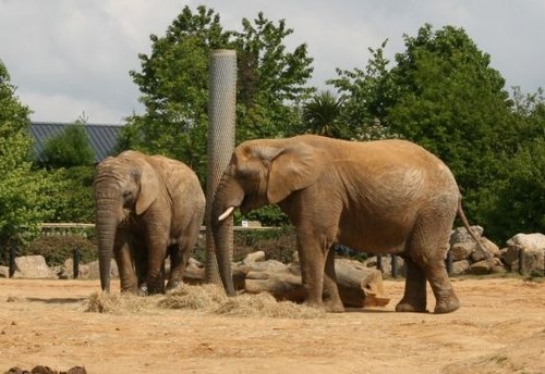 Colchester Zoo