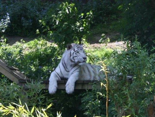 Colchester Zoo