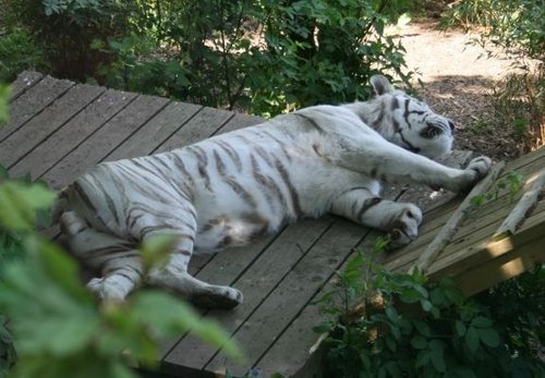 Colchester Zoo