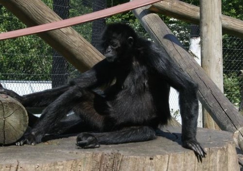 Colchester Zoo