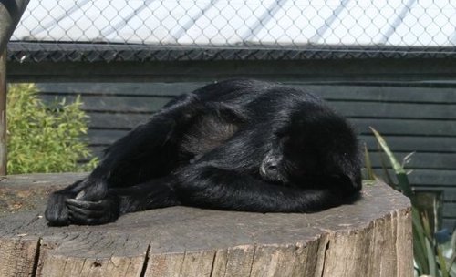 Colchester Zoo