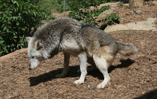 Colchester Zoo