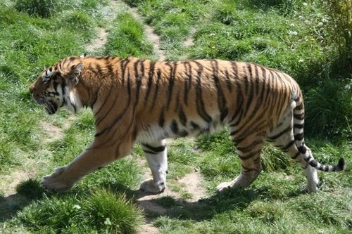 Colchester Zoo