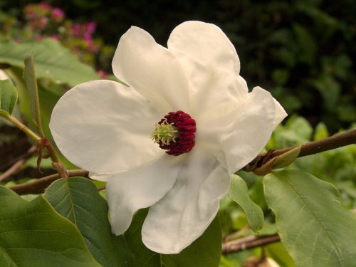 Magnolia