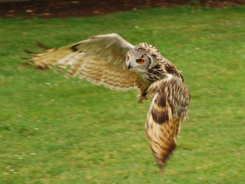 Bird of prey in flight.