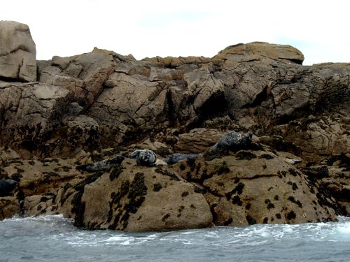 Grey Seals