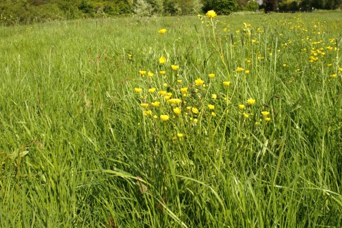 Buttercups