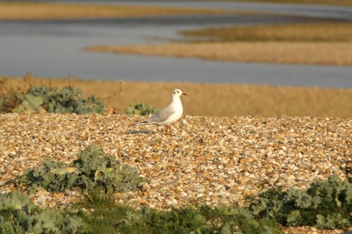 The Gull on patrol