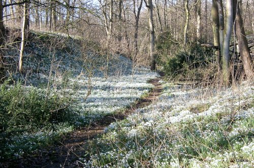 Snowdrops in woodland at Walsingham  Abbey