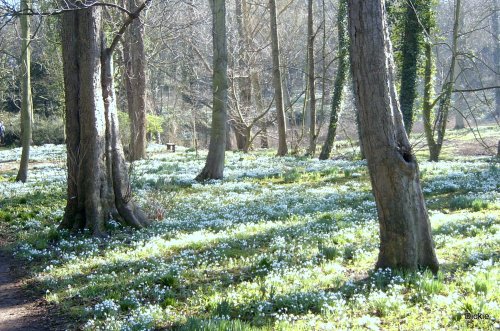 Snowdrops and woodland near Walsingham Abbey
