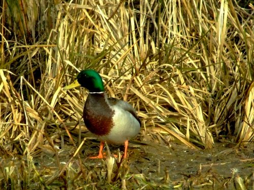 Mallard on Canal reeds