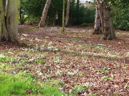 Snowdrops in the wood