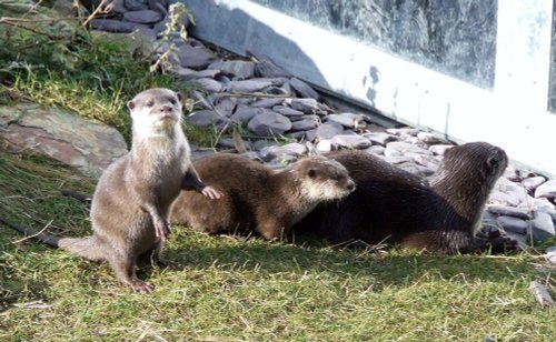 Otters again