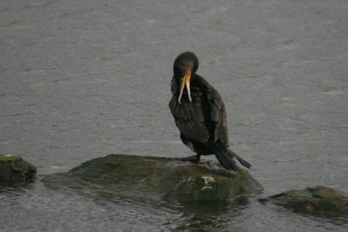 Cormorant.