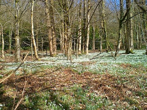 Snowdrops at Otterhead  26 February 2010