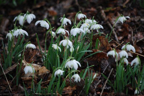 Snowdrops