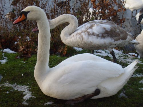 Swans