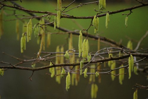 Catkins