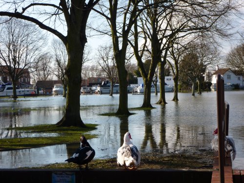 Park and Ducks