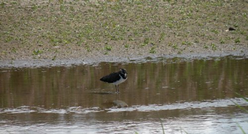 Titchwell Marsh Nature Reserve