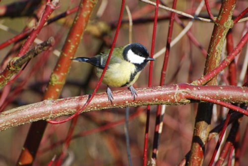 Great Tit