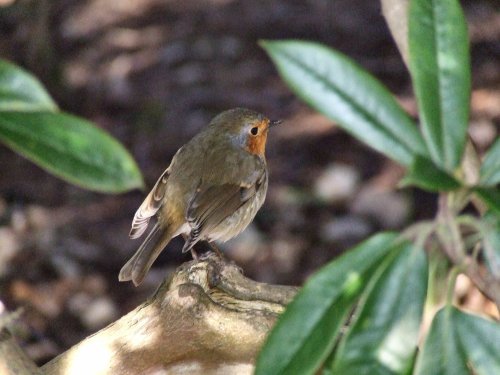 Rear end of a robin