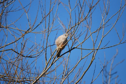 Kestrel