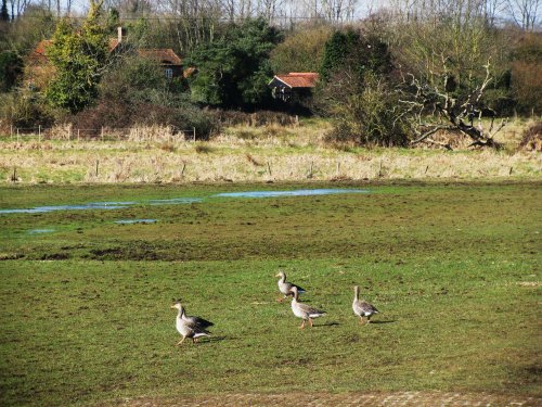 A view of Burgh next Aylsham