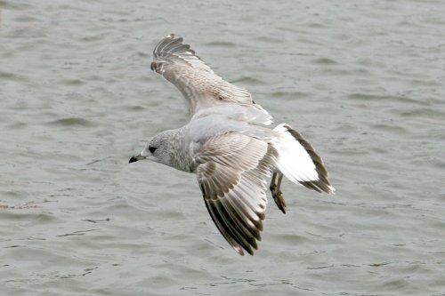 Common Gull.