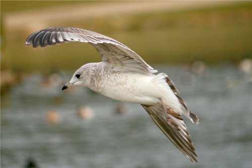 Common Gull.